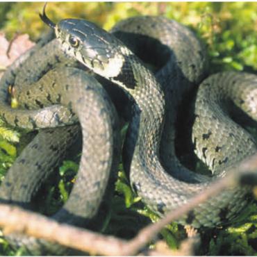 Keine Angst vor Schlangen - Die Ringelnatter ist auch im Reusstal heimisch. Bild: Josef Fischer