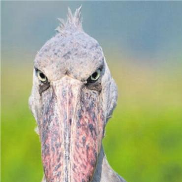 Naturwunder und Lebensfreude - Auge in Auge mit dem Schuhschnabel.