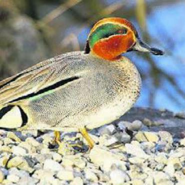 Rastende Zugvögel - Auch die Krickente ist im Reusstal Bild: zg