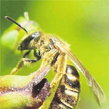 Die effizienteren Bestäuber - Winzige Schmalbiene an Braunwurz.