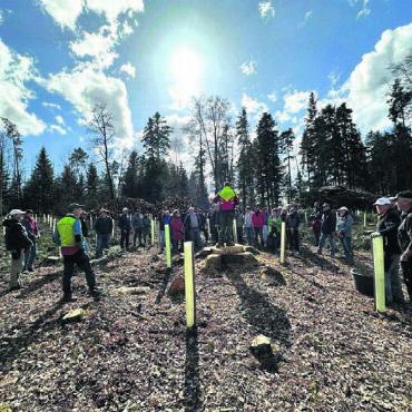Wer nicht investiert, verliert - 40 Leute pflanzten 500 Eichen im Wald von Oberlunkhofen. Bild: zg