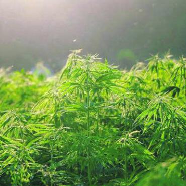 Mit Marihuana Leben finanziert - Zwölf Kilogramm Marihuana verkauften die beiden Angeklagten als Ernte aus der Anlage in Sins. Bild: www.pixabay.com