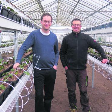 Christoph Hagenbuch (links) und Mitarbeiter Christoph Frick inmitten der neu gepflanzten Erdbeersetzlinge. Bild: zg