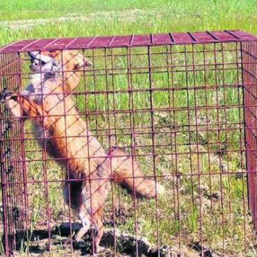 Fuchs und Wasser als Bedrohung - Die Schutzkörbe erfüllen ihre Funktion offensichtlich nicht mehr.