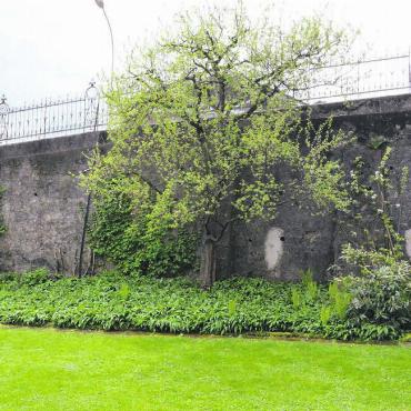 Für die Zukunft erhalten - Die historische Klostermauer wurde in den letzten Jahren stark vom Verkehr belastet. Bilder: Celeste Blanc