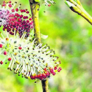 Frühling an der Reuss - Eine blühende Salix purpurea, besser bekannt als «Männliches Kätzchen». Bild: zg
