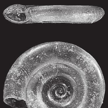 Fenster in vergangene Zeiten - Zierliche Tellerschnecke: Anisus vorticulus.