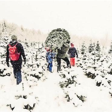 Weihnachtsbaum mit oder ohne - Im Schnee den Weihnachtsbaum aussuchen – dieses Erlebnis wird, sofern das Wetter mitspielt, wieder in Buttwil ermöglicht. Bild: zg