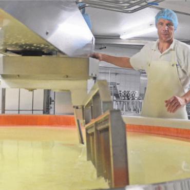 Grosse Passion für den Käse - Fabian Spielmann zerschneidet die verdickte Milch mit einer «Harfe».