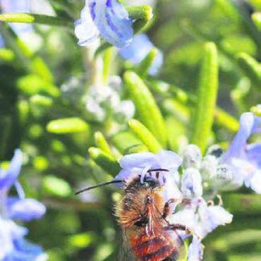 Faszinierende Wildbienen - Wildbienen sind vielseitige Insekten. Bild: zg