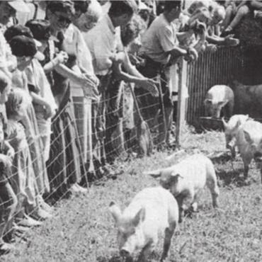 Das kleine Hasli für einmal im Mittelpunkt - Gross und klein fiebert beim Grand Prix der Schweine mit. Bild: Archiv