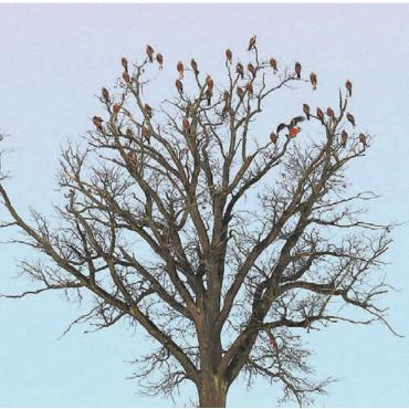 Rotmilane am Winterschlafplatz - Ganz viele Rotmilane auf demselben Baum – kein seltenes Bild. Bild: zg
