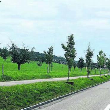 Bäumiges Geschenk - Die Bäume an der Wiggwilerstrasse gehören nun der Gemeinde.