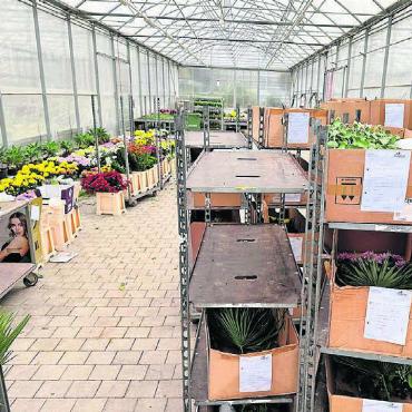 Blüten als Seelentröster - Im Gewächshaus an der Turmstrasse, wo die Pflanzen produziert werden, werden die Bestellungen für die Grab-Gestecke bereit gemacht und mehrmals kontrolliert.