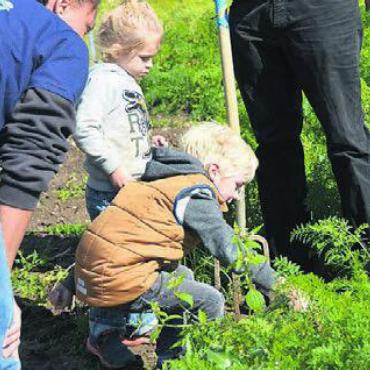  - Rüebli zu ernten, ist gar nicht so einfach, wie es aussieht.