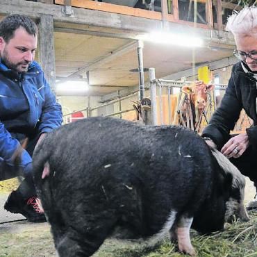 Säuli in der Stube bereiten Freude - Marc Meier und Anita Wicki mit ihren Minipigs. In den Stall gehen «Pink» (vorne) und «Shirley» gerne mit. Bild: Thomas Stöckli