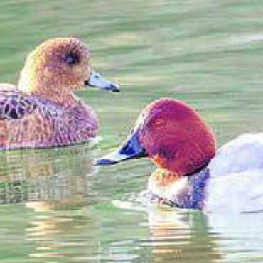 «Spätwinter am Flachsee» - Pfeifente trifft auf Tafelente. Bild: Beat Kyburz