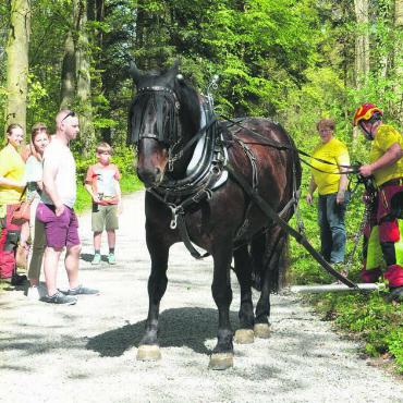 Begeisterung überall - Im Gunzenbühl konnte bei «megaNatur» eine Holzerei mit Pferd erlebt werden.