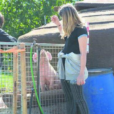  - Zutrauliche Schweine auf dem Biohof Villiger.