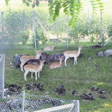 Aus nächster Nähe - Die Damhirsche sind Wiederkäuer und ernähren sich von Gras und Laub. Sie verbeissen auch Rinde von Bäumen, richten aber nicht so grosse Schäden an wie Rothirsche. Damhirsche können rund 25 Jahre alt werden. Bild: Monica Rast