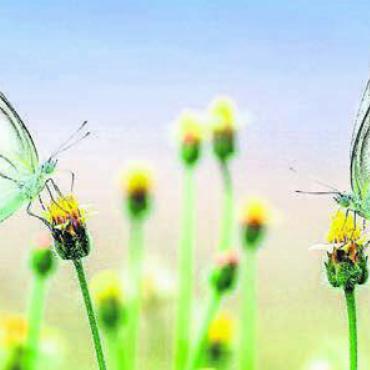 Schmetterlinge sind eine ganz besondere Spezies. Am Vortragsabend Bild: pixabay