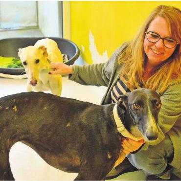 Damit sich endlich etwas ändert - Diesem Windhund sind die Misshandlungen noch anzusehen. Dank der Auffangstation New Graceland mit Vizepräsidentin Sarah Hegi wird sein Leben besser. Bild: Annemarie Keusch