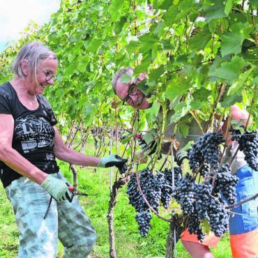Das bleibt in Erinnerung - 28. September: Zwischen all den Trauben in Muri lugt ein Traubenleser hervor.