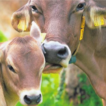 Glace aus Mutter-Kalb-Haltung - Kälber, die bei ihrer Mutter trinken – und trotzdem bleibt genug Milch für die Glaceproduktion. Das ist das Konzept des Lindenhofs in Benzenschwil. Bild: zg