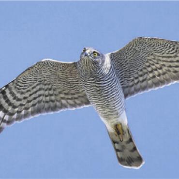 Faszination Vogelzug - Auch der Sperber gehört zu den Zugvögeln und kann mit etwas Glück auf dem Horben beobachtet werden.