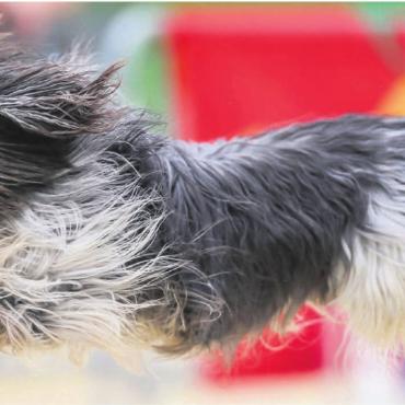 Dringend ein Zuhause gesucht - Platz zum Austoben, Erziehen und Voneinander-Lernen. Der «Hundesport SKG Bremgarten» trägt dazu bei, die Beziehung zwischen Hund und Hundehalter zu optimieren. Dafür bräuchte man ein geeignetes Trainingsgelände. Doch seitdem er seine ehemalige Heimat in der Oberebene verloren hat, sucht der Verein vergeblich nach einer Anschlusslösung. Bilder: zg