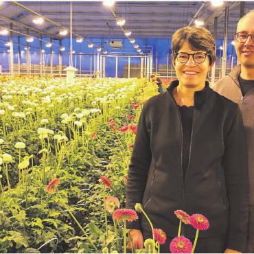Immer dem hellen Leuchten nach - Frühlingsstimmung im Treibhaus: Karin und Jürg Rüttimann-Vetterli in ihrer Gerbera-Produktion. Bilder: Thomas Stöckli
