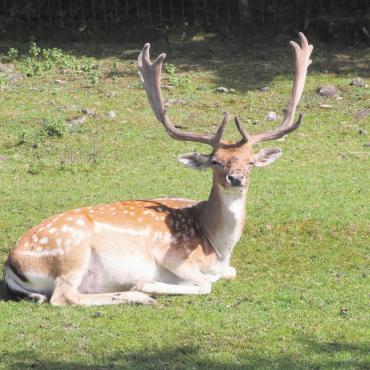 Wo man Rehe füttern kann - Ein Damhirsch geniesst die Sonne. Er und seine Artgenossen sind die Hauptattraktion des Tierparks Waltenschwil. Bild: Josip Lasic