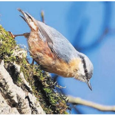 Faszination Vögel - Der Kleiber ist ganzjährig zu beobachten. Bild: Beat Kyburz