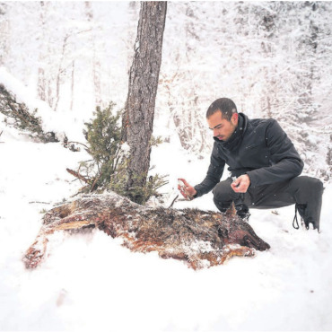 Nahe am Wolf und an den Menschen - Wie wird die Fauna darauf reagieren? Ein Student hinterlegt einen Wolfskadaver in der Natur und markiert ihn mit Wolfsurin aus der Sprühflasche. Bilder: Thomas Stöckli / zg