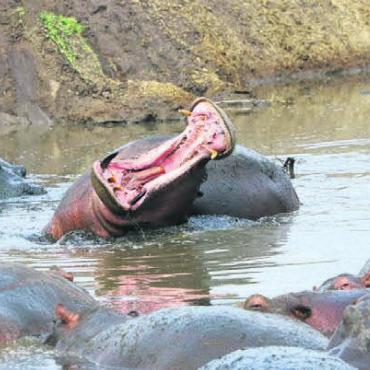Am Anfang stand ein Pick-up - Einer von ihren Schnappschüssen – auch Nilpferde sieht man auf den Safaris.