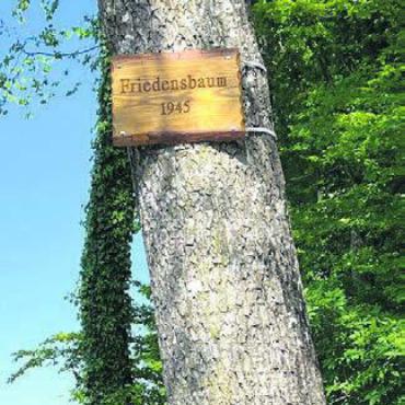 Vom Nussbaum zur Sommerlinde - Er ist wieder angeschrieben, der 1945 gepflanzte Friedens-Nussbaum.