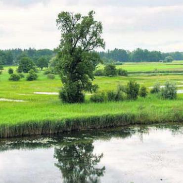 Die Altwasser-Landschaft an der Reuss ist Teil der Ausstellung. Bild: zg
