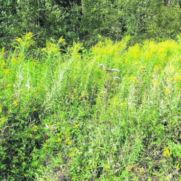 Gemeinsam gegen invasive Neophyten - Goldruten zählen zu den invasiven Neophyten. Sie können ganze Flächen überwachsen und so Pflanzen und Tiere verdrängen. Bild: Archiv
