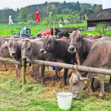 Viehschau am Ostermontag - Schon vor zehn Jahren feierte der Braunviehzuchtverein das Jubiläum mit einer Viehschau. Bild: zg
