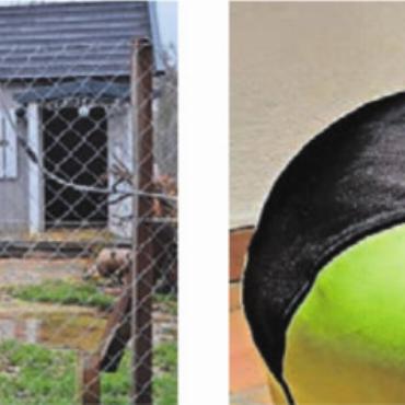Säuli in der Stube bereiten Freude - Bilder: zg Ansonsten dürfen es sich die beiden Schweinchen im Auslauf samt eigener Villa oder in der warmen Stube gemütlich machen.
