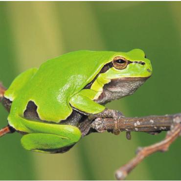 Nachts auf Amphibienpirsch - Amphibien wie diesem Laubfrosch hoffen die Besucher zu begegnen.   Bild: zg