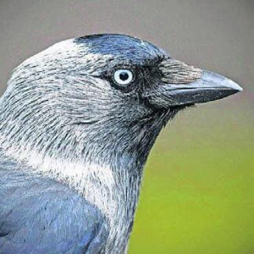Von Dohlen und Krähen - Die Dohle wird nicht selten mit der Krähe verwechselt. Bild: zg