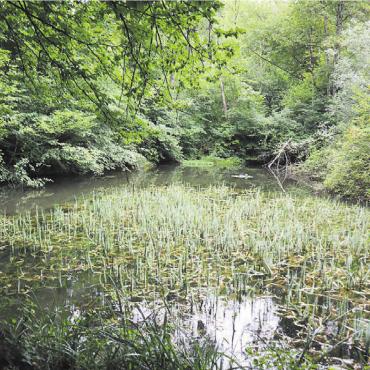 Edelkrebse sollen sicheren Platz erhalten - So idyllisch die Szenerie beim Steinmüri-Weiher auch aussieht, der Weiher würde ohne Eingriff in naher Zukunft verlanden. Bild: vaw