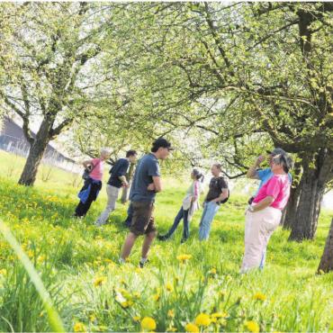 Von «Södli» bis «Chüsenrainer» - Unten gelb, oben immer weisser – inmitten der Obstbäume erleben die Besucherinnen und Besucher die Blüte hautnah mit. Bild: Annemarie Keusch