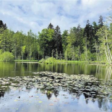 Im Boswiler Wald - Auf der Wanderung kommt die Gruppe an Natur-Bijous vorbei. Bild: zg