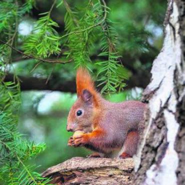Spurensuche am 1. März - Ein einheimisches Eichhörnchen. Bild: zg
