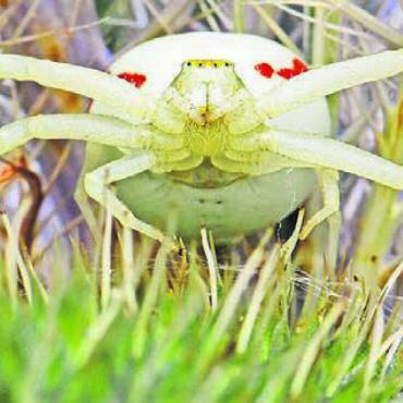 Hochstapler und Giftmischer - Die veränderliche Krabbenspinne kann ihre Körperfarbe aktiv wechseln.