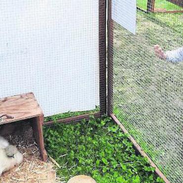 Grosser Auftritt der Kleintiere - Staunen über Geflügel und andere Tiere. Bild: zg