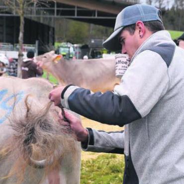 Defilee der vierbeinigen Missen - Letztes Herausputzen vor dem Auftritt. Bilder: Thomas Stöckli