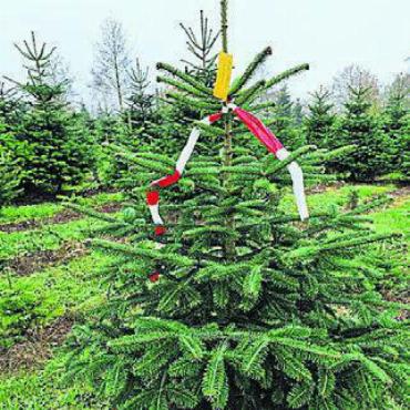 Christ- oder Weihnachtsbaum? - Weihnachtsbäume können bereits jetzt reserviert werden. Bild: zg